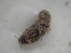 Grynoma