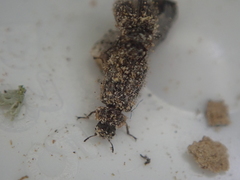 Grynoma