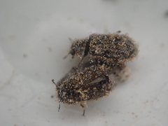 Grynoma