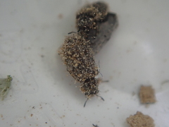 Grynoma