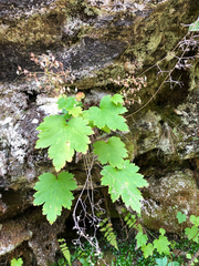 Heuchera glabra