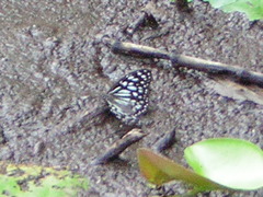Ideopsis vulgaris