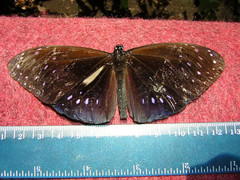 Euploea phaenareta