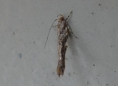 Pyroderces aellotricha