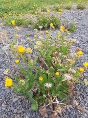Calendula officinalis