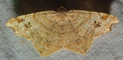 Macaria promiscuata