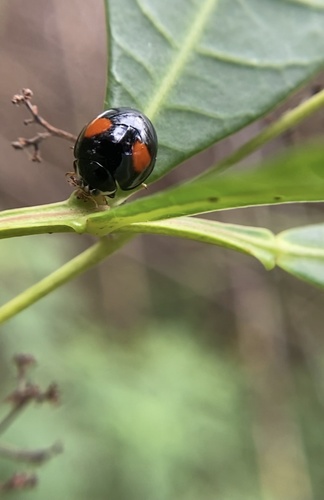 Ashy Gray Lady Beetle (Olla v-nigrum), a species recorded in Florida