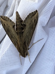 Hippotion velox
