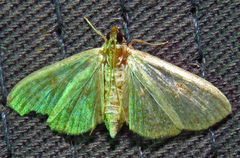Palpita freemanalis