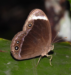 Mycalesis anaxias