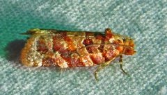 Argyrotaenia