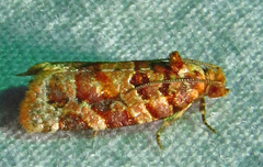 Argyrotaenia
