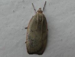 Phaeosaces coarctatella