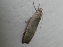 Phaeosaces coarctatella