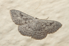 Scopula guancharia