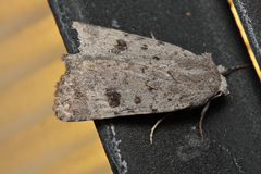 Caradrina rebeli