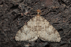 Nebula ibericata