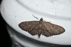 Eupithecia tenerifensis