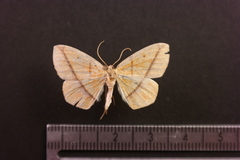 Periclina syctaria