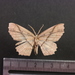 Anisodes transecta - Photo (c) maniederberger,  זכויות יוצרים חלקיות (CC BY-NC)