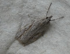 Eudonia bisinualis