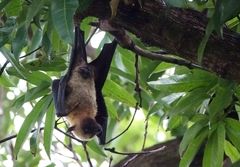 Pteropus seychellensis comorensis