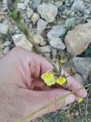 Odontites longiflorus