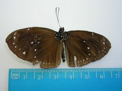 Euploea tulliolus