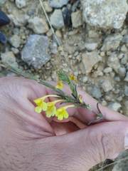 Odontites longiflorus