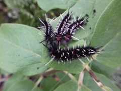 Pygoctenucha terminalis