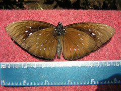 Euploea phaenareta