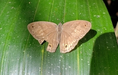 Cissia pseudoconfusa