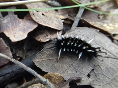 Pygoctenucha terminalis