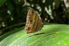 Cissia pseudoconfusa