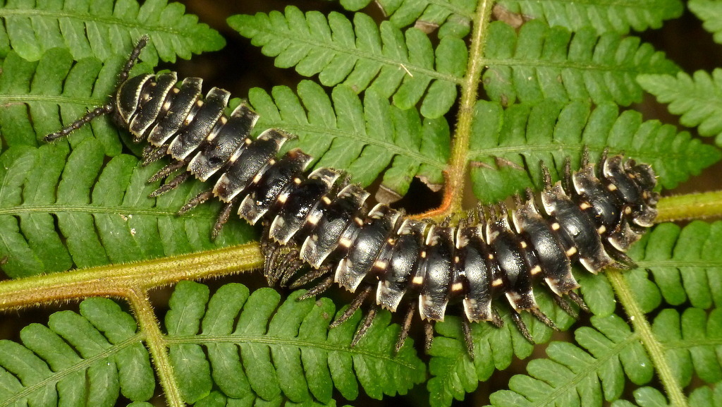 Barydesmus