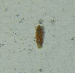 Erythroneura rubrella