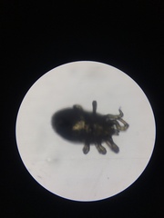 Ornithonyssus sylviarum