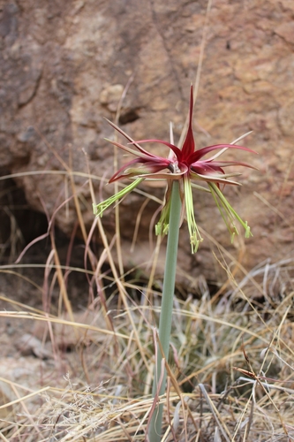 Hippeastrum cybister (Herb.) Benth. ex Baker
