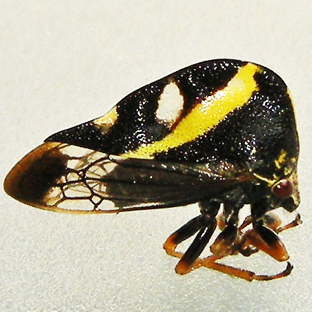 Camel Treehopper