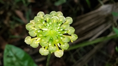 Malaxis histionantha