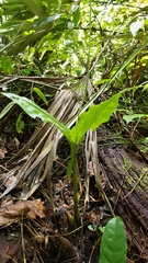Malaxis histionantha