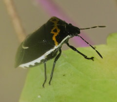 Cosmopepla conspicillaris