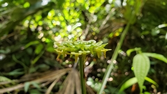 Malaxis histionantha