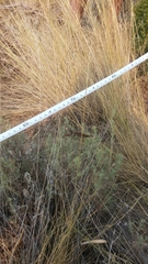 Artemisia tripartita