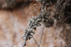 Tillandsia pedicellata