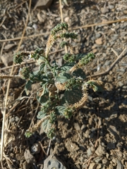 Heliotropium ellipticum