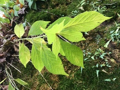Hybanthus concolor
