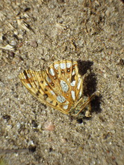 Issoria lathonia
