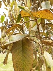 Citharexylum subflavescens