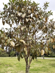 Citharexylum subflavescens